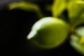 citron ... comme une peinture!